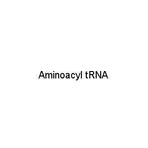 Aminoacyl tRNA